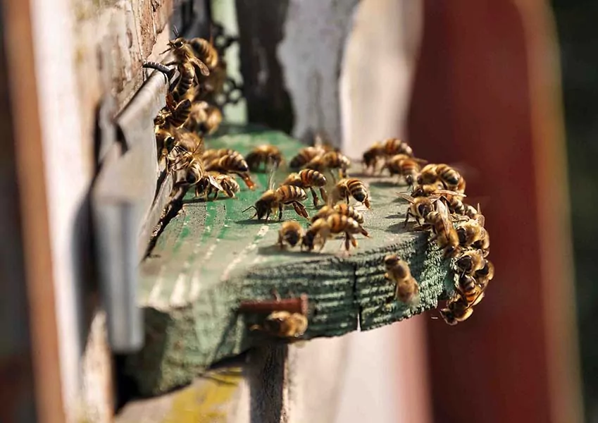 Honey bees entering a hive