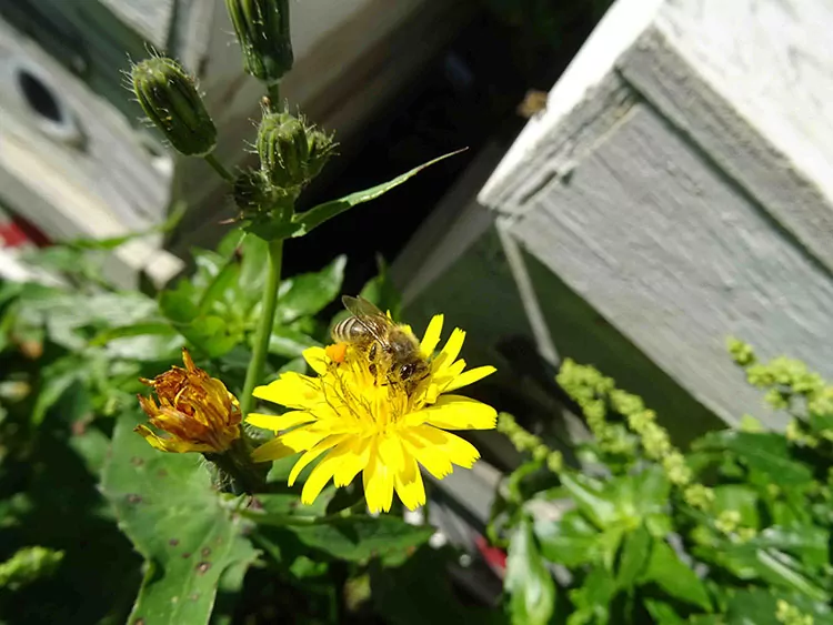 A honey bee sits on a yellow flower