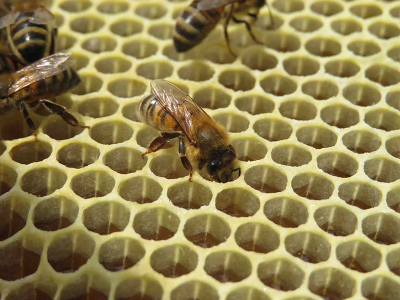 A bee cleans out a honey comb. roles of a worker bee.