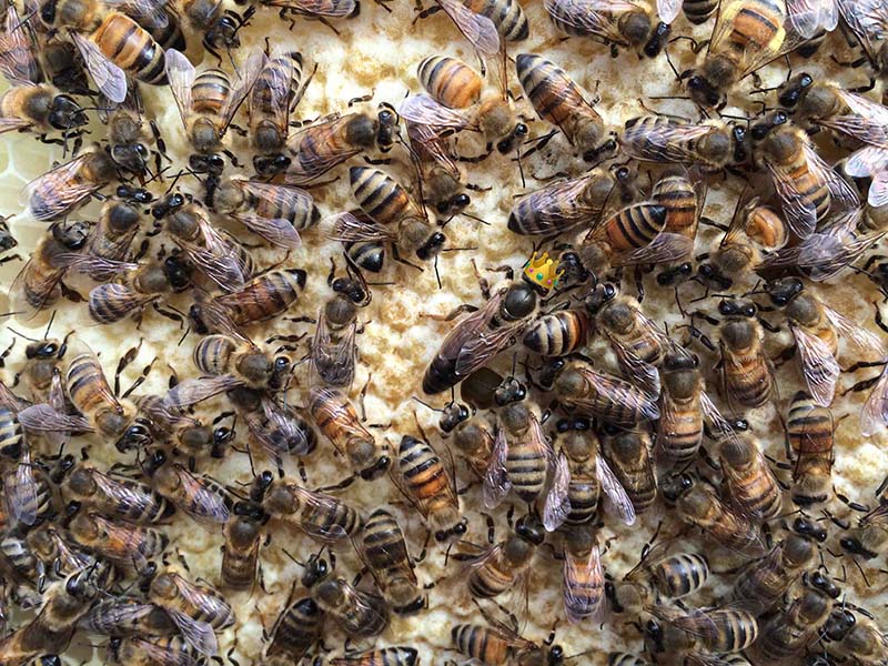 Nurse bees around the queen. roles of a worker bee.