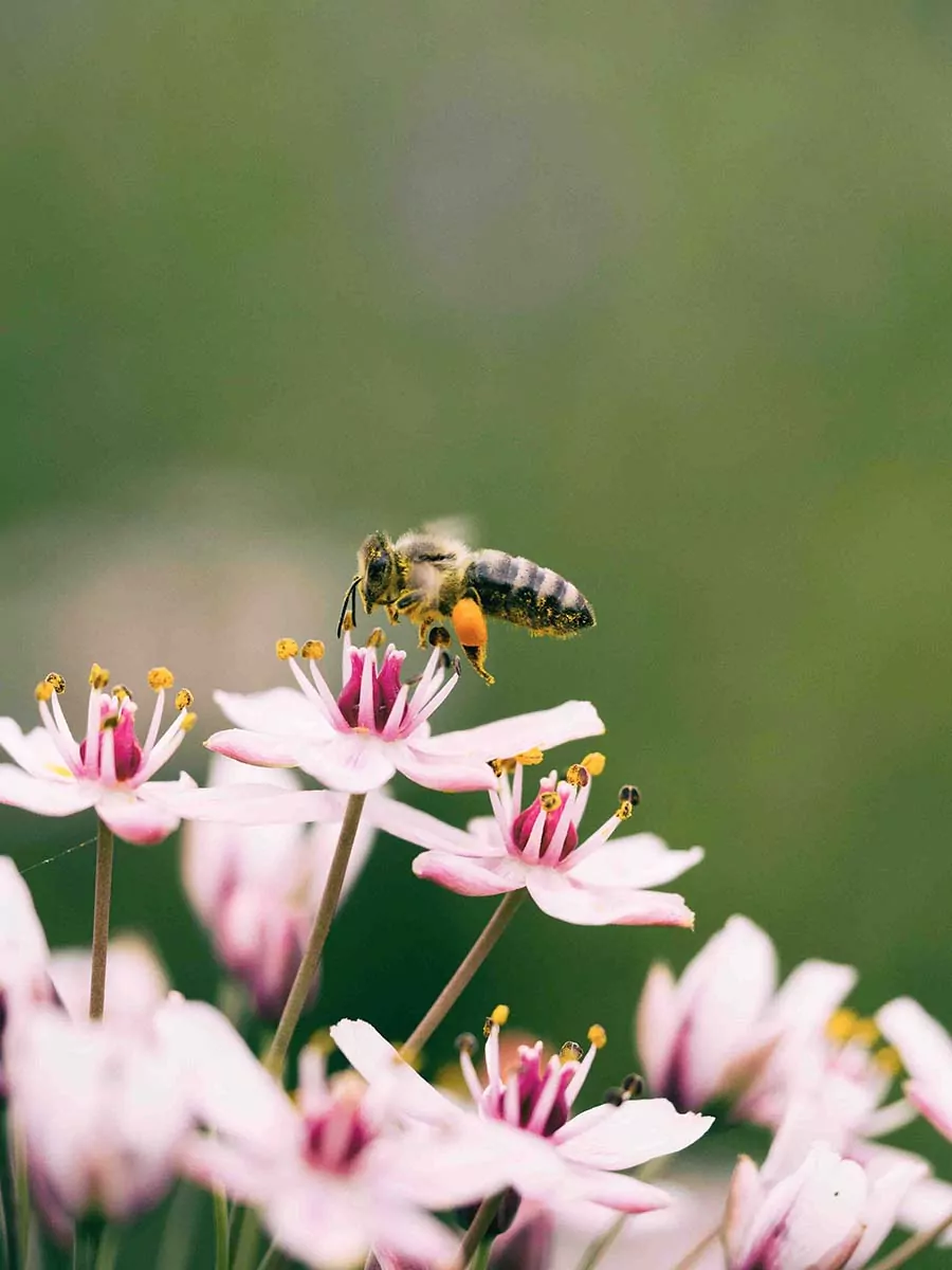 Pollen. produits des ruches d’abeilles