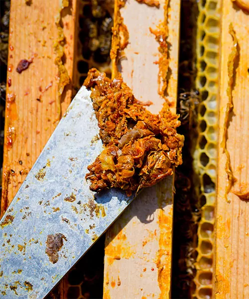 Un outil de la ruche est utilisé pour gratter la résine sur le dessus des cadres de la ruche. produits des ruches d’abeilles