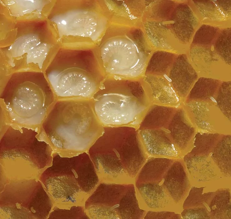 Gelée Royale produits des ruches d’abeilles