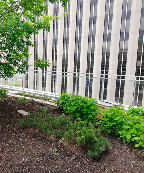 A rooftop garden. corporate sustainability
