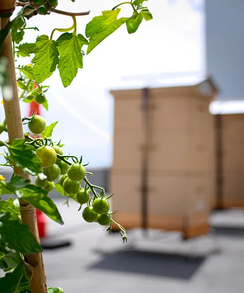 Green tomatoes plant on SSQ's rooftop with beehives in the background.