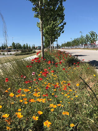 Land with yellow and red flowers in the middle of the road serves a pollinators haven. corporate sustainability