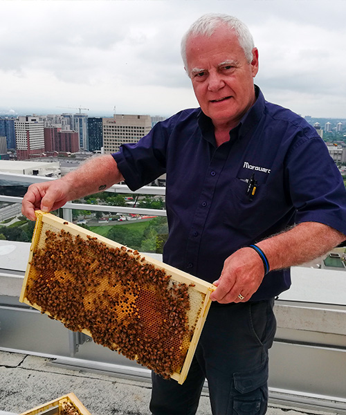 A man working for Morguard holding a honeycomb frame full of honey and bees with skyline in the background. corporate sustainability