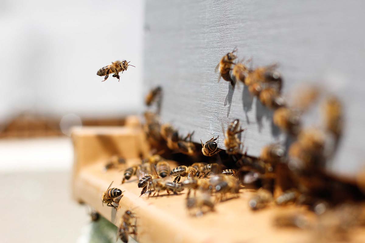 Honey bees entering an Alvéole hive. boost building sustainability