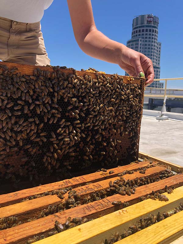 A beekeeper removes a frame of honey bees from a rooftop hive. urban beekeeping engagement