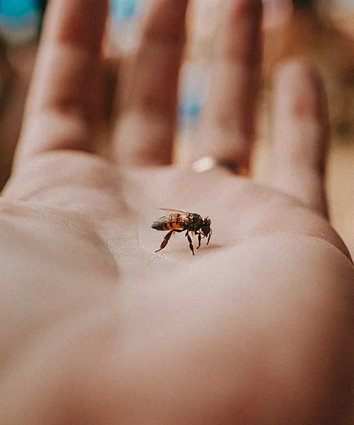 A honey bee sits on a person's hand. bee stings