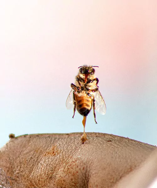 A bee flying away after stinging someone, the stinger still caught in the skin. bee stings
