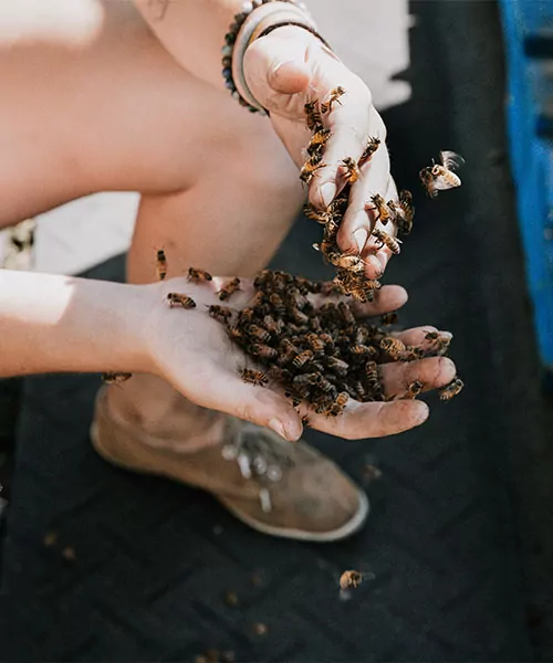 A person holding a clump of honey bees in their hands. are beehives on buildings dangerous