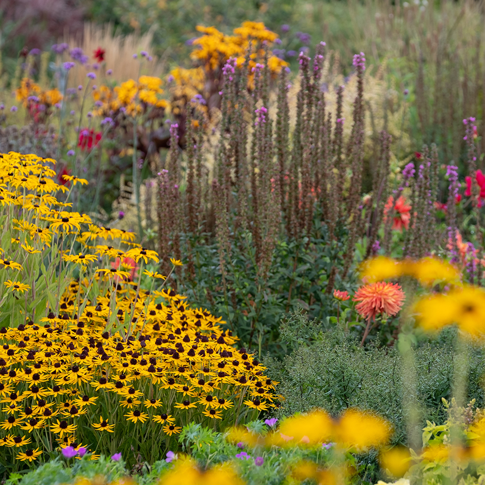 fleurs. lutte contre les parasites 