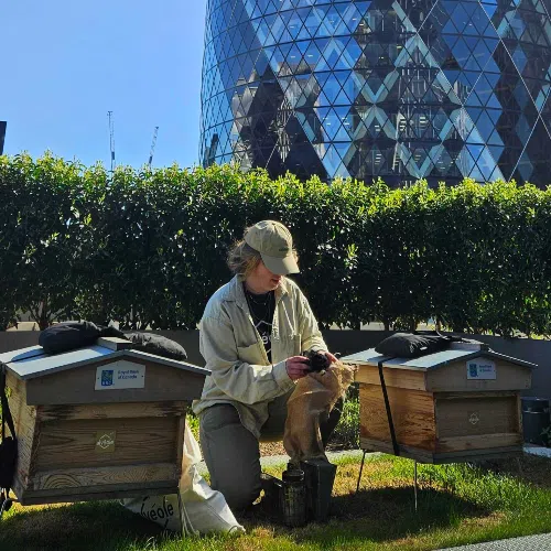 Alvéole beekeeper tending rooftop beehives at the Royal Bank of Canada site with London’s Gherkin tower in the background—showcasing urban beekeeping, biodiversity, and corporate sustainability.