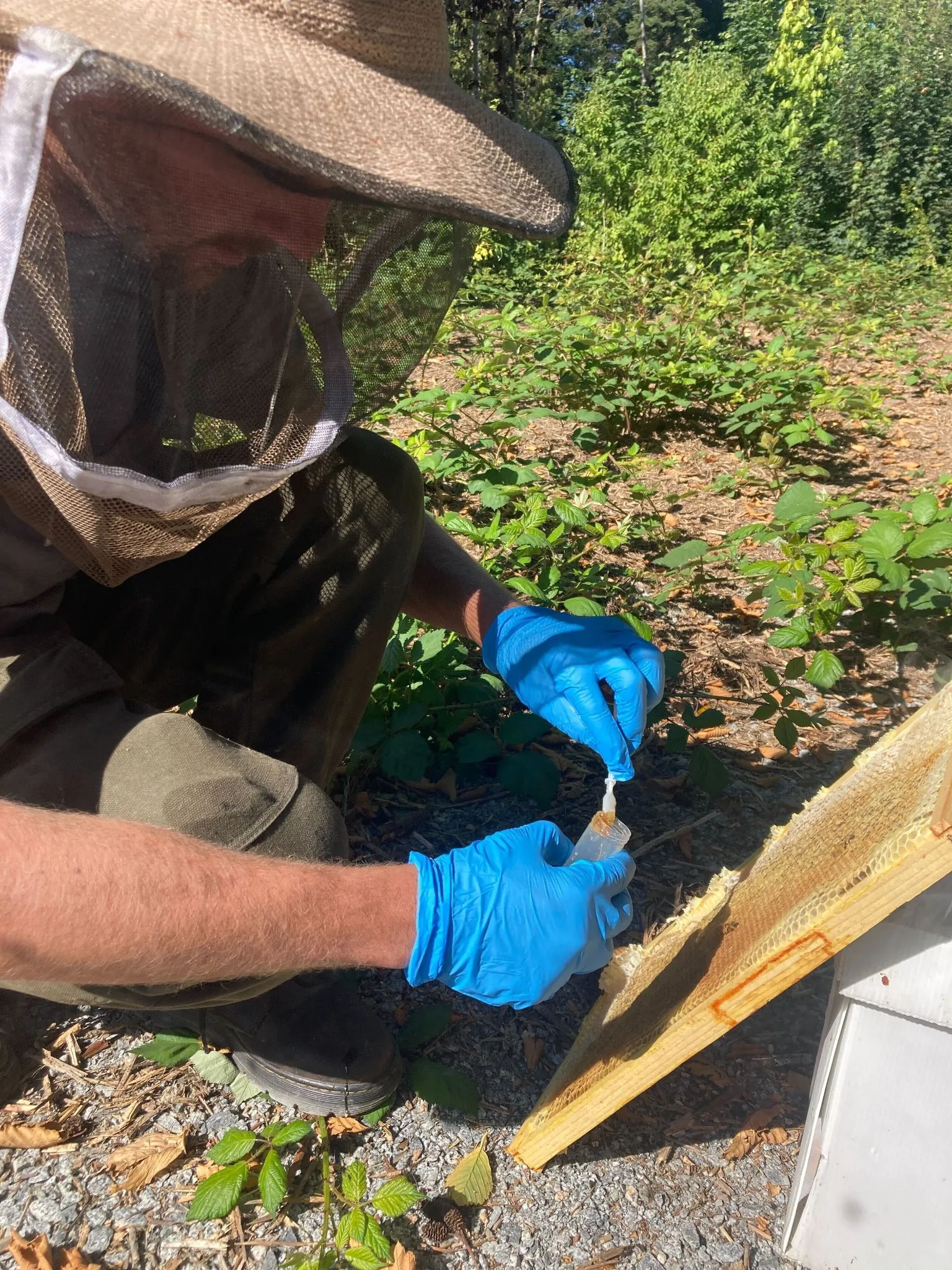 L'apiculteur Alvéole teste la présence de pesticides et de microplastiques.
