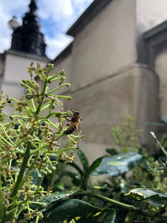 La faune prospère dans une propriété commerciale certifiée BREEAM à Londres