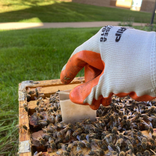 Pesticide monitoring strips