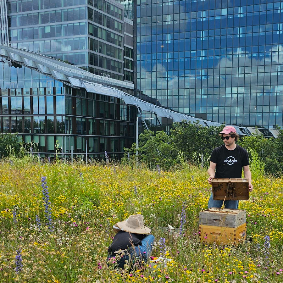 Urban beekeeping program on commercial building rooftop driving tenant engagement