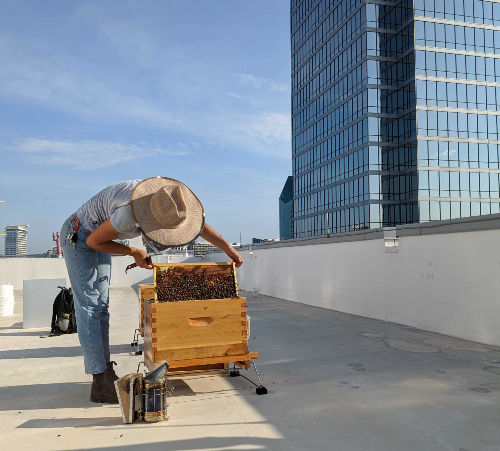 Installation d'une ruche urbaine sur le toit d'un immeuble de bureaux avec vue sur la ville