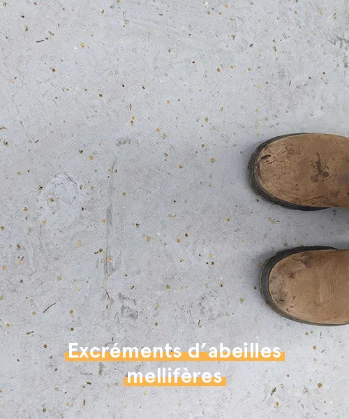 faits sur les abeilles