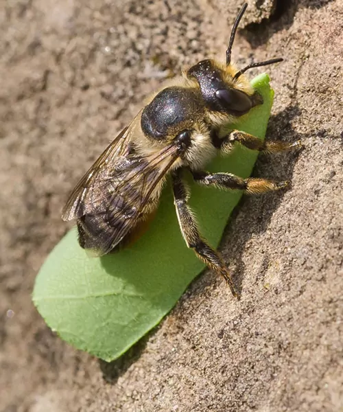 abeilles pour bâtiments commerciaux
