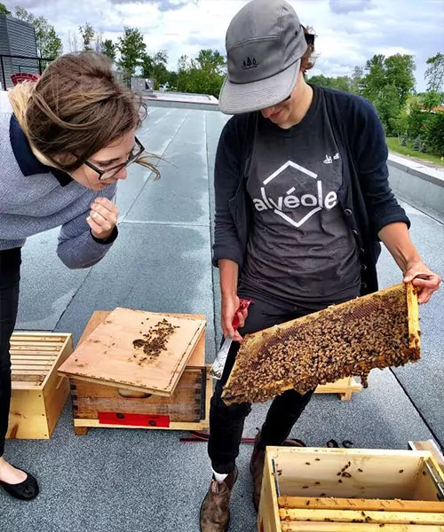 Une apicultrice d'Alvéole montre un cadre d'abeilles à un client sur un toit. augmenter la valeur de votre propriété