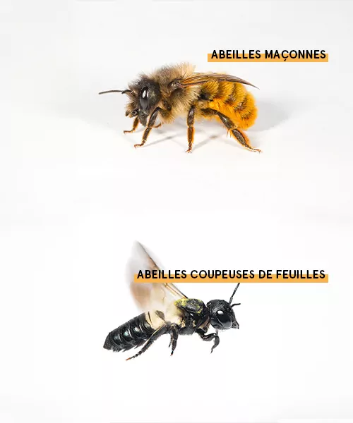 Abeille maçonne et abeille coupeuse de feuilles. hôtels à abeilles sauvages