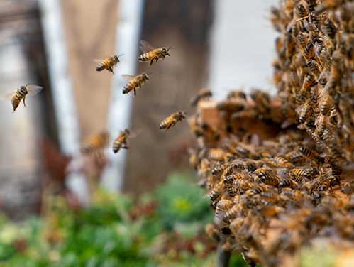 Abeilles entrant dans une ruche. Alvéole B Corp