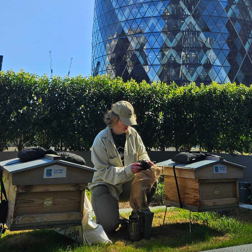 Apiculteur Alvéole s'occupant de ruches sur le toit du site de la Banque Royale du Canada, avec la tour Gherkin de Londres en arrière-plan, mettant en valeur l'apiculture urbaine, la biodiversité et la durabilité de l'entreprise.