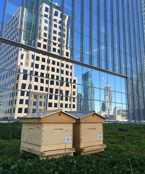 l'impact de l'apiculture urbaine. avantages de l’apiculture en milieu urbain