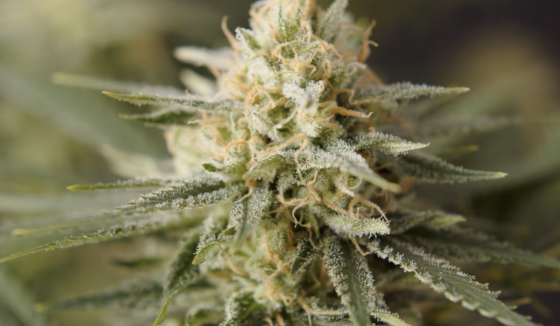Close-up of a cannabis bud with dense trichomes and orange pistils on green leaves.