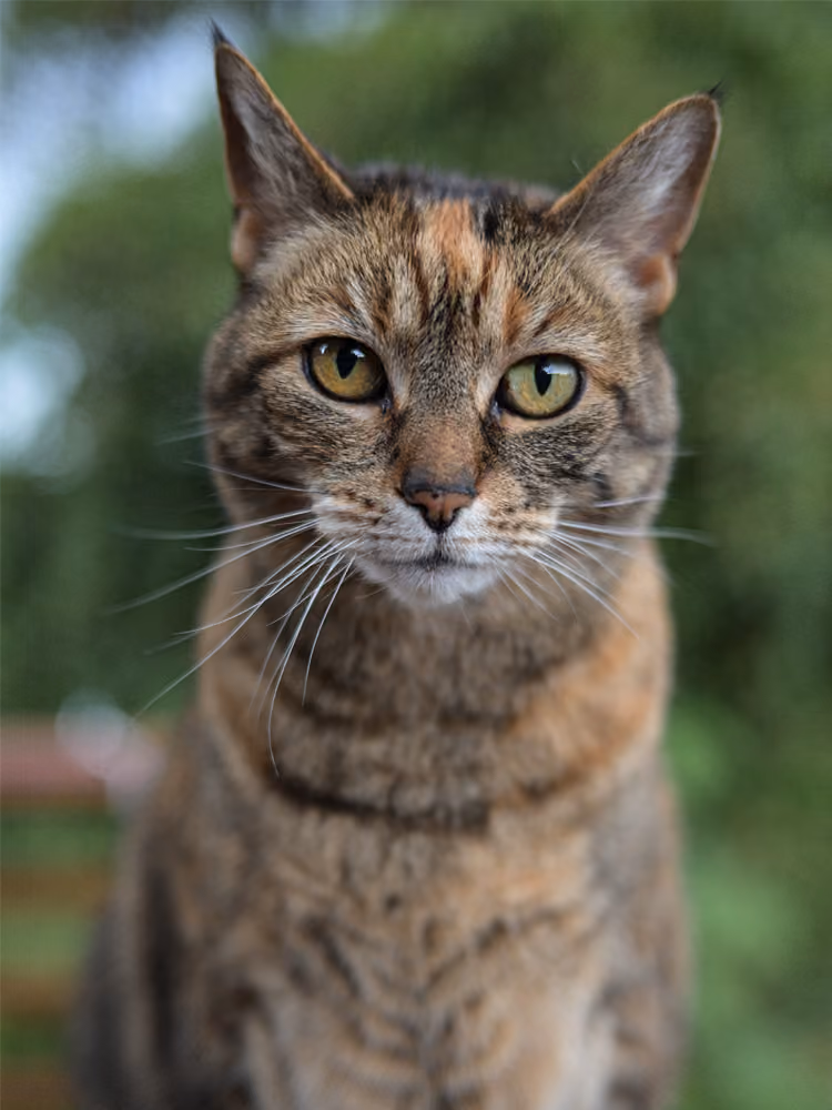 Close-up of a brown tabby cat with green eyes and white whiskers against a blurry green background.