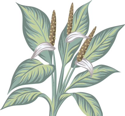 plant