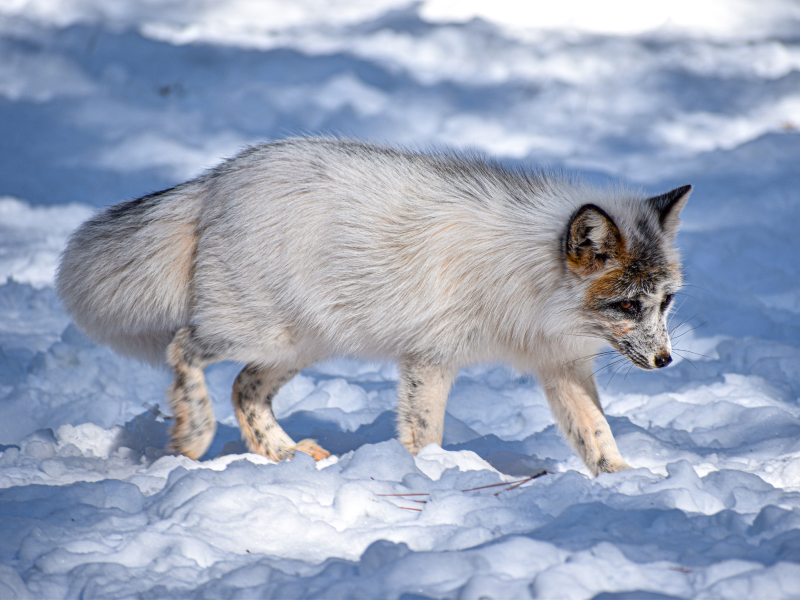 License - Streaming X Webflow Template