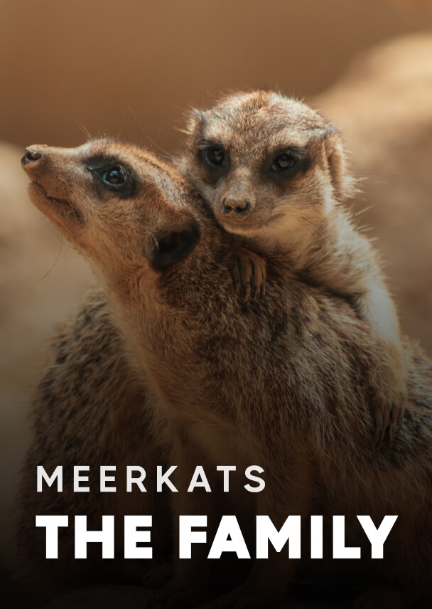 Documentary - Streaming X Webflow Template