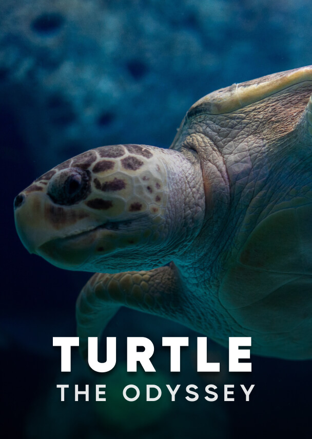 Documentary - Streaming X Webflow Template