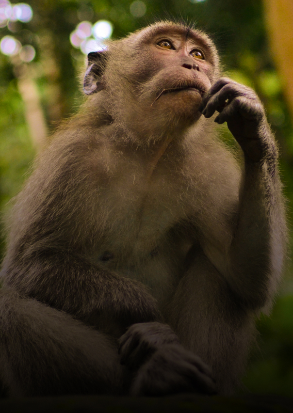 Documentary - Streaming X Webflow Template