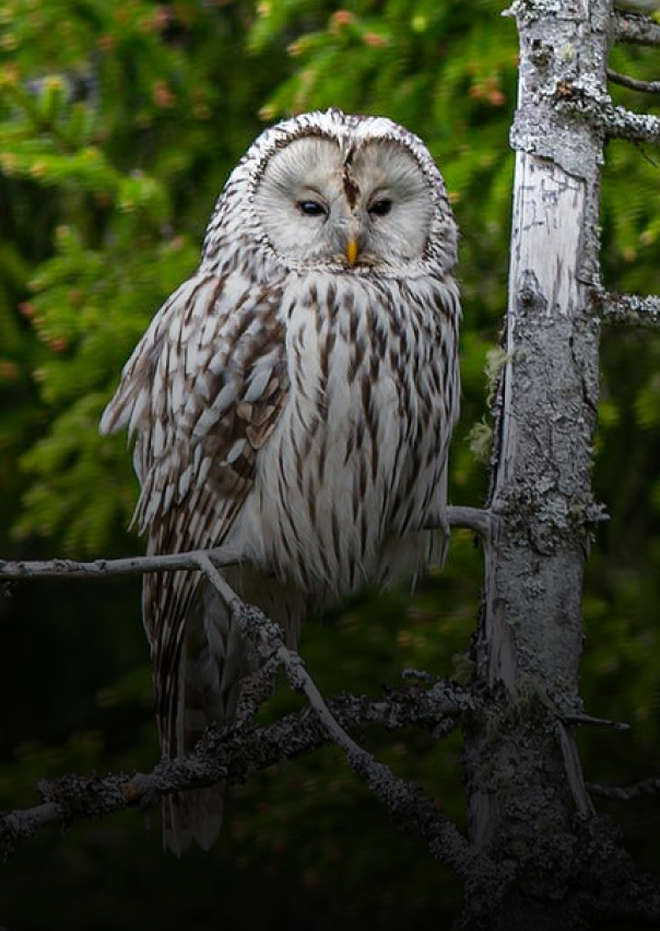 Documentary - Streaming X Webflow Template