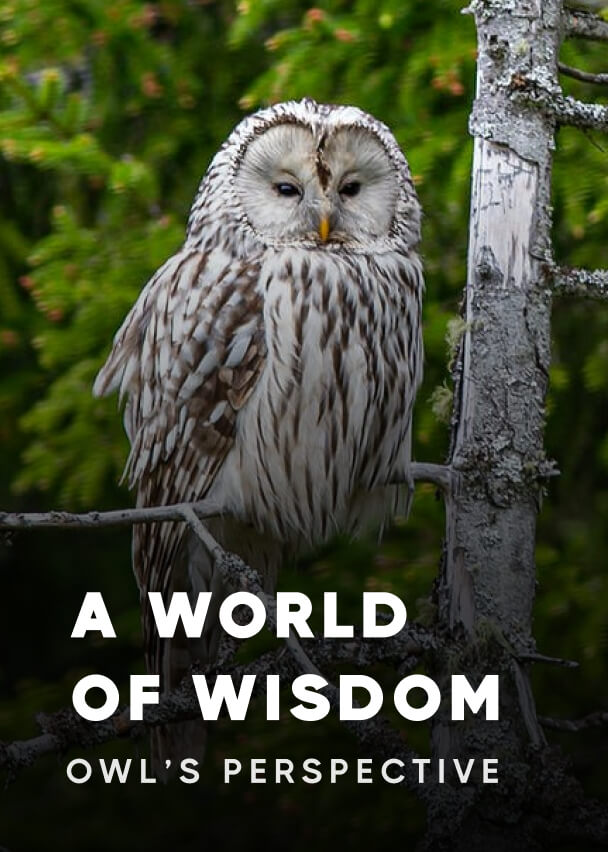 Documentary - Streaming X Webflow Template