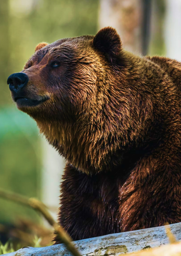 Documentary - Streaming X Webflow Template