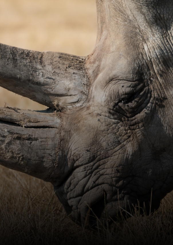 Documentary - Streaming X Webflow Template