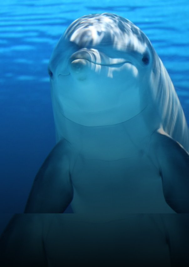 Documentary - Streaming X Webflow Template