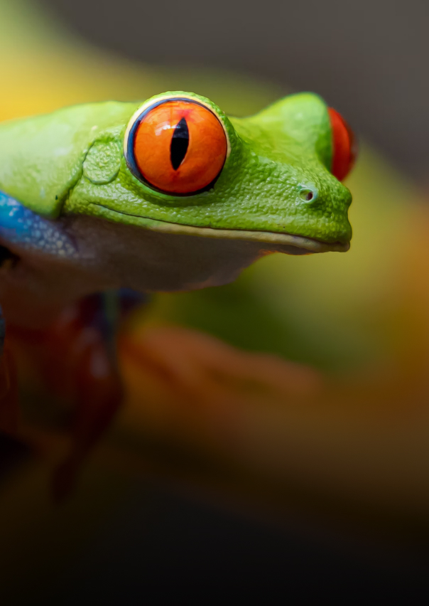 Documentary - Streaming X Webflow Template