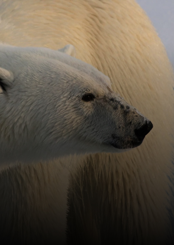 Documentary - Streaming X Webflow Template