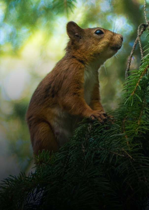 Documentary - Streaming X Webflow Template