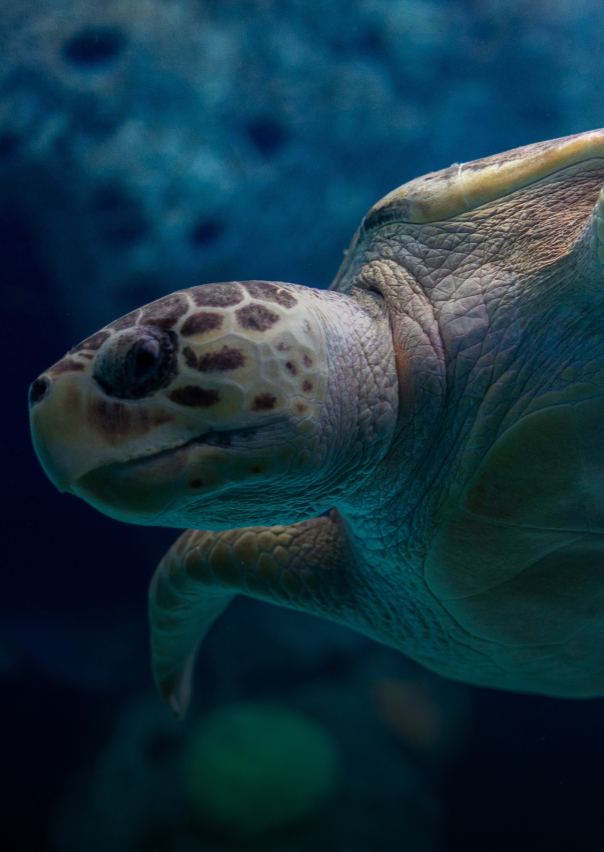 Documentary - Streaming X Webflow Template