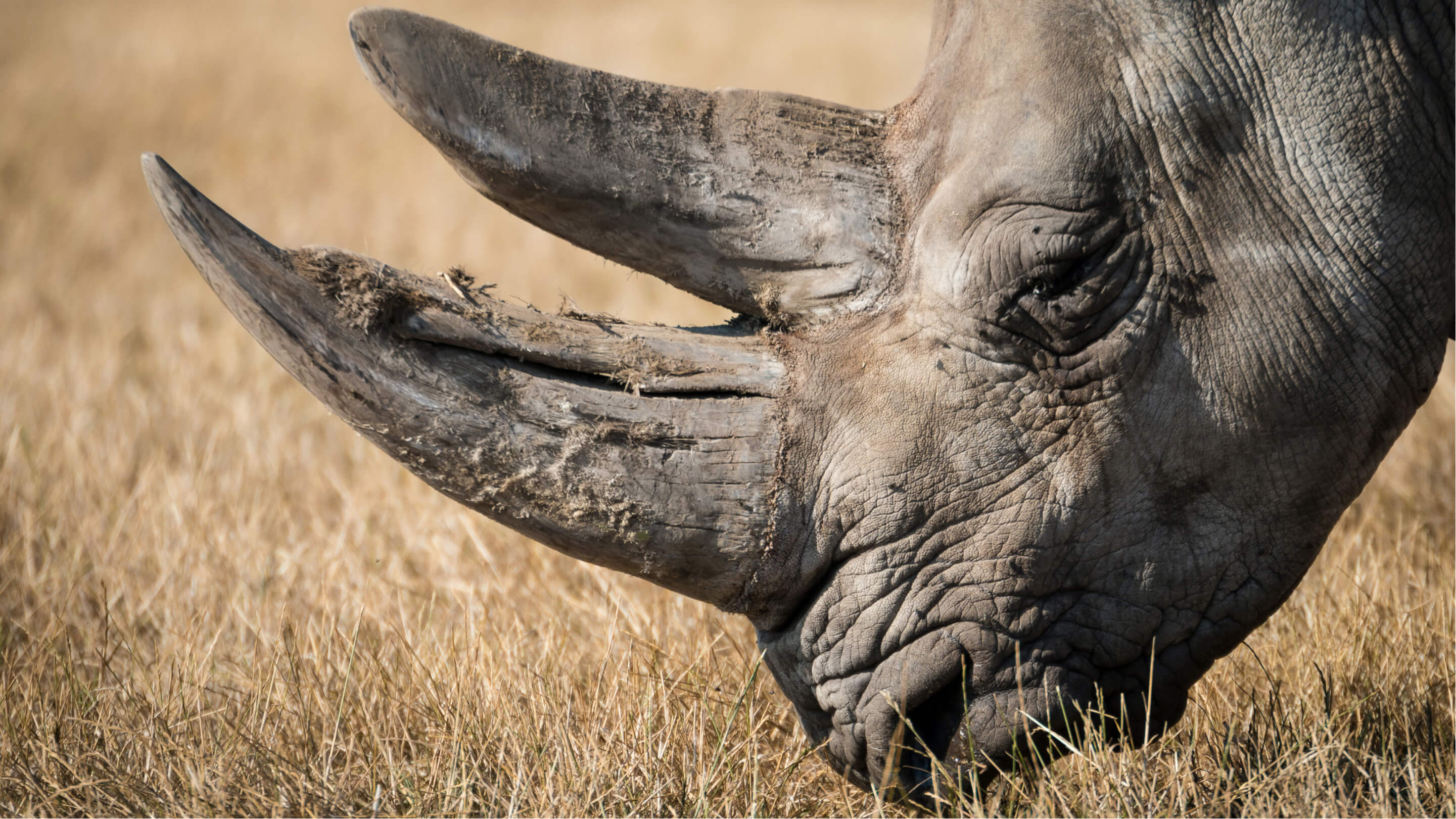 The Return of the White Rhino