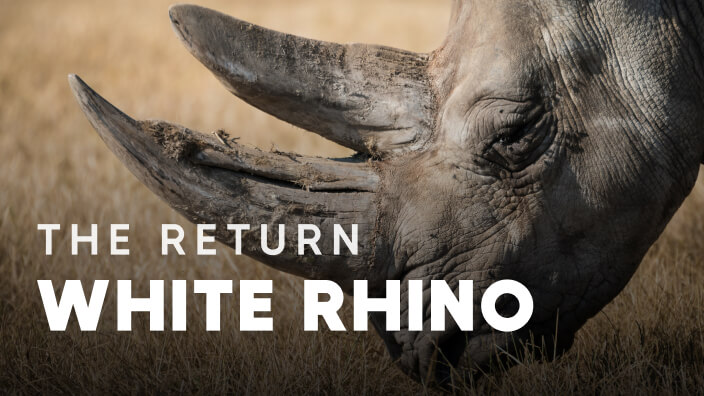 The Return of the White Rhino