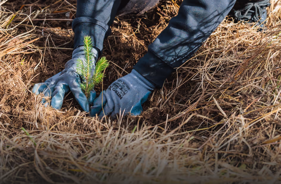 Tree Planting
