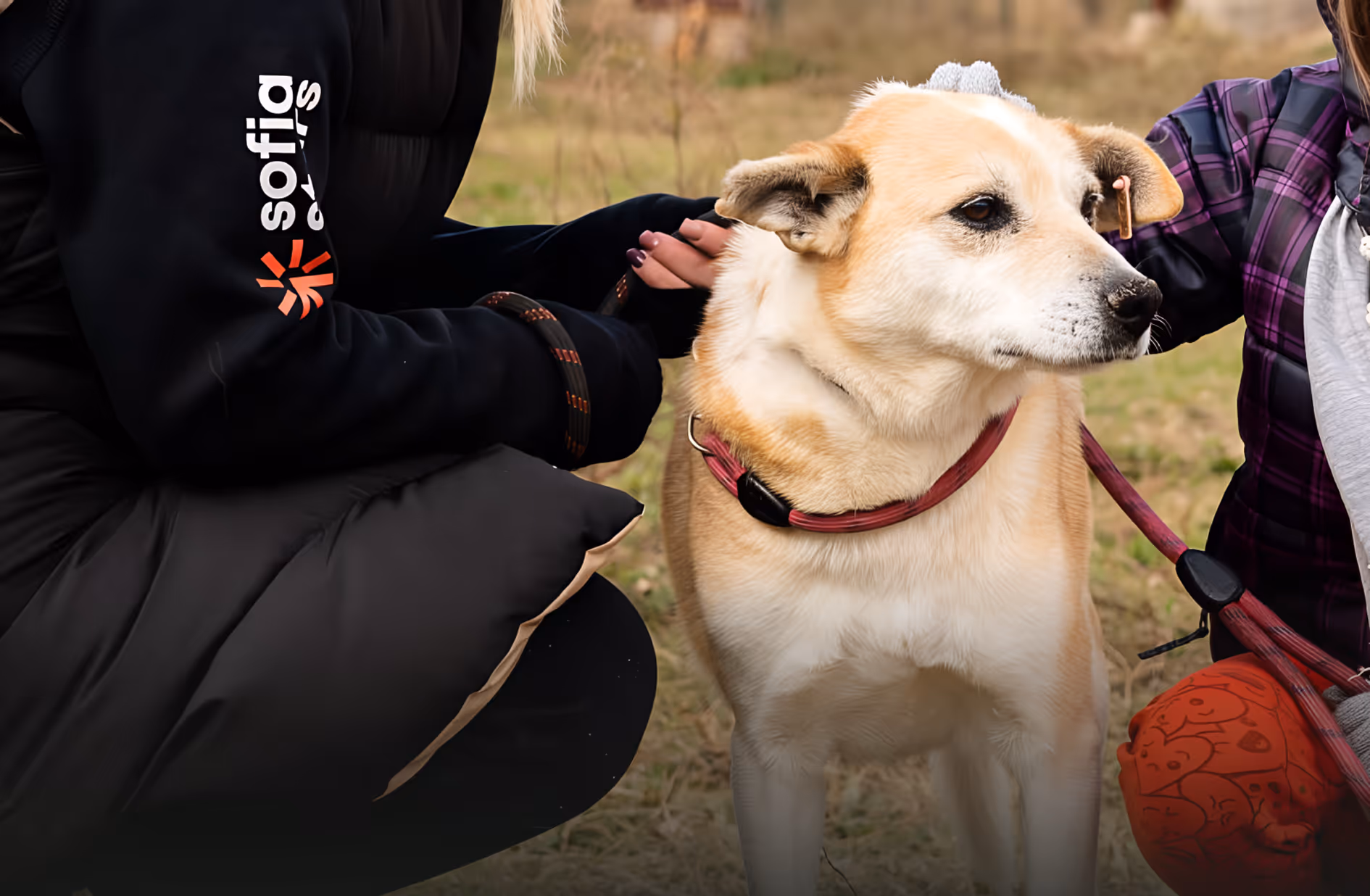 Dog Shelter Visit